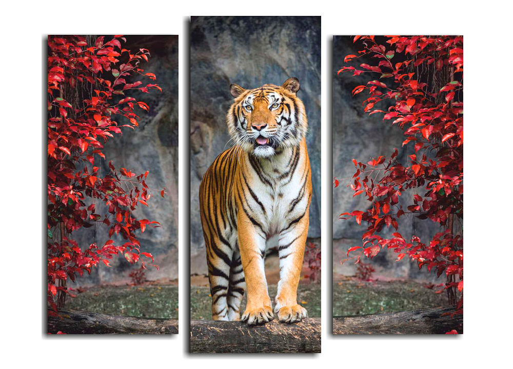 Тигр во всей красе